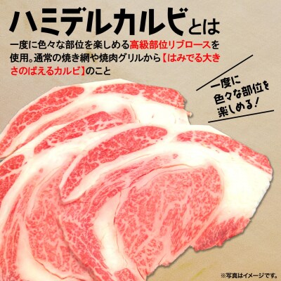 〈最短7日発送〉【常陸牛】ハミデルカルビ 1kg (6～10枚) 〈茨城県共通返礼品〉