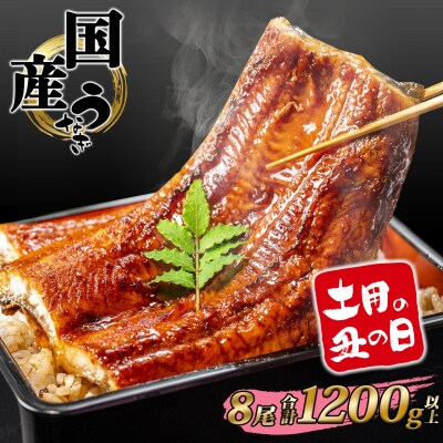 【丑の日までにお届け】うなぎ 蒲焼 8尾 1,200g以上 国産 鰻 丑の日 うなぎ蒲焼き 魚