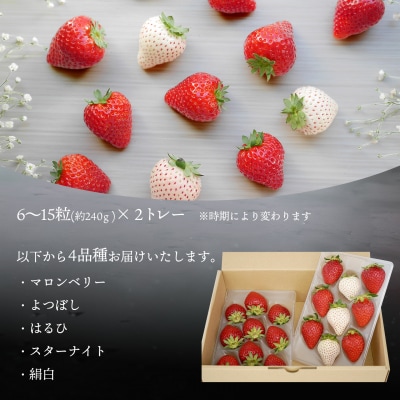 【2026年先行予約】いちご 厳選 4品種食べくらべ 約480g (約240g×2トレー)