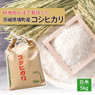 令和7年産 / 白米 《50個限定》　令和7年産 茨城県 境町産 コシヒカリ 5kg 2025年産