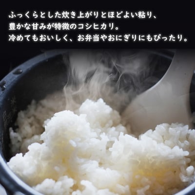 令和7年産 / 白米 《50個限定》　令和7年産 茨城県 境町産 コシヒカリ 5kg 2025年産