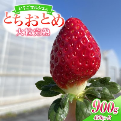 〈2026年1月～3月にお届け〉 いちごマルシェ とちおとめ 900g (450g×2トレー)