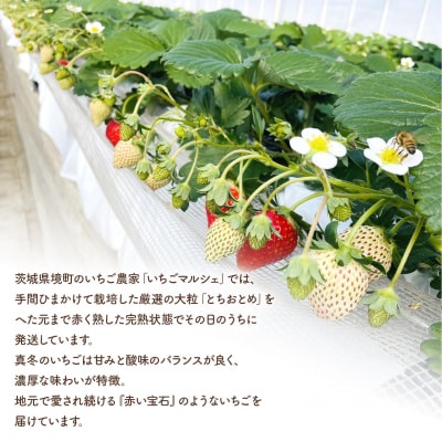 〈2026年1月～3月にお届け〉 いちごマルシェ とちおとめ 900g (450g×2トレー)