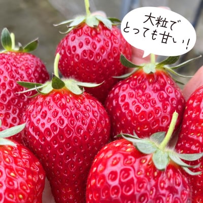 〈2026年1月～3月にお届け〉 いちごマルシェ とちおとめ 900g (450g×2トレー)