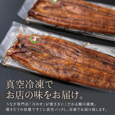 【鹿児島県産 鰻】うなぎ専門店「万のせ」 うなぎ蒲焼2尾 鰻 蒲焼き