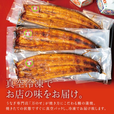 【鹿児島県産 鰻】うなぎ専門店「万のせ」 うなぎ蒲焼3尾