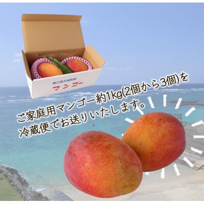 【2027年発送】【先行受付】徳之島 天城町産 島マンゴー園 完熟 マンゴー【ご家庭用】1kg