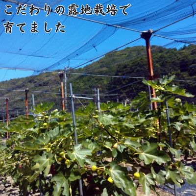 冷凍いちじく(約500g)　116021