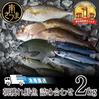 【漁港直送】朝獲れ鮮魚 詰め合わせ 2kg