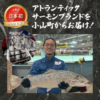 エリア限定 静岡県小山町産 アトランティックサーモン 小分け 冷凍 6～7P 約1.5kg