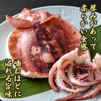 イカの開き 5枚 干物 冷凍|16_szk-370501