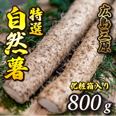 標高375mで採れた自然薯化粧箱入り800g[029-005]
