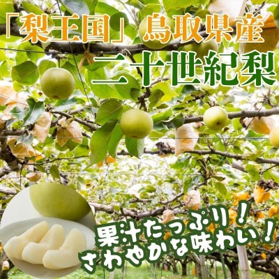 【2027年発送分先行受付】二十世紀梨(赤秀) 3kg【Y's Farm Tottori】