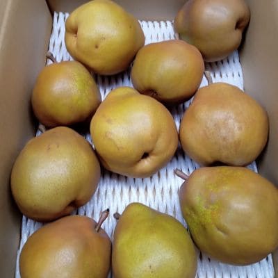 西洋梨(ゴールドラフランス)3.5kg　ご家庭用　0142-2614