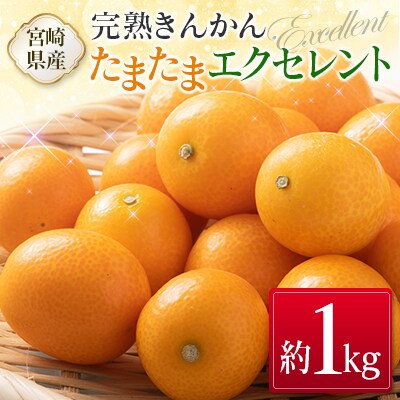 【2027年発送】宮崎県産 完熟きんかん「たまたまエクセレント」 糖度18度以上 約1kg