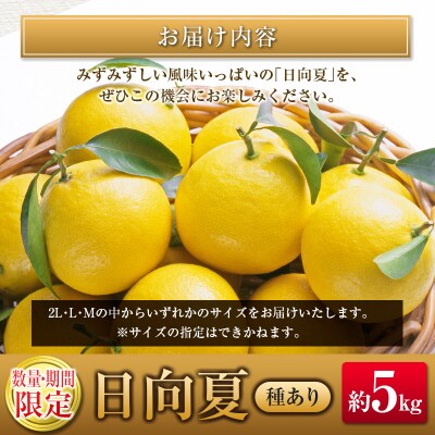 【2027年発送】宮崎県産 露地日向夏 約5kg(満杯詰め)