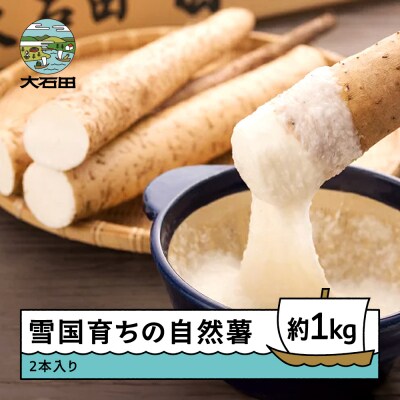 【先行予約】 雪国育ちの自然薯 約1kg(2本入り) oz-zixxx1