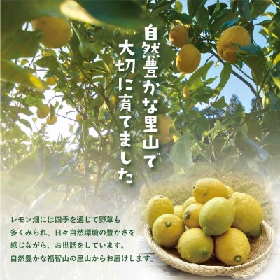 福智町産 レモン 2.5kg 約16～20個