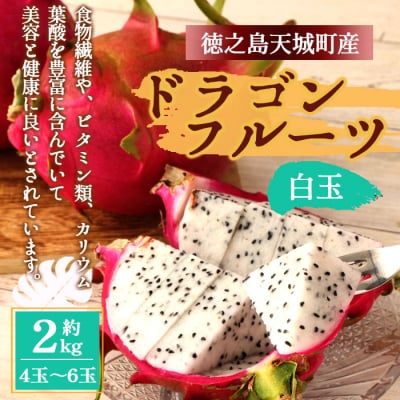 【2026年発送分】ご家庭用 徳之島 天城町産ドラゴンフルーツ 白色 約2kg