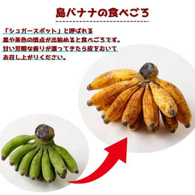 【鹿児島県天城町】【2026年発送】徳之島子宝バナナ 3kg 島バナナ バナナ  AL-10-N
