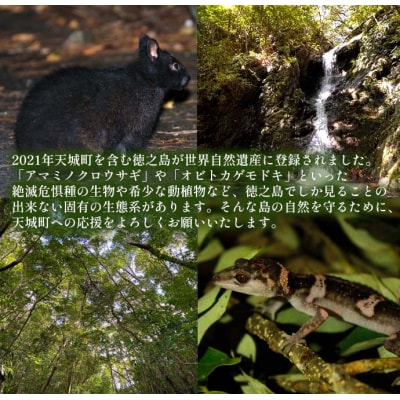 【返礼品なし】天城町 への寄付 (1口: 500,000円 )鹿児島 徳之島 天城町 寄附 応援 支