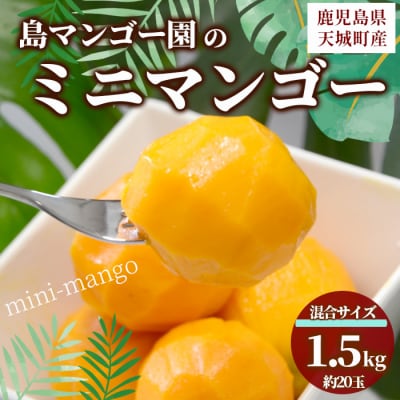【数量限定】【ご家庭用】徳之島 天城町産 島マンゴー園 ミニマンゴー 1.5kg マンゴー フルーツ