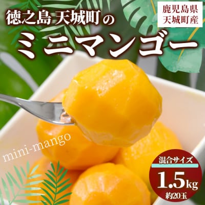 【数量限定】【ご家庭用】徳之島 天城町産 ミニマンゴー 1.5kg マンゴー フルーツ