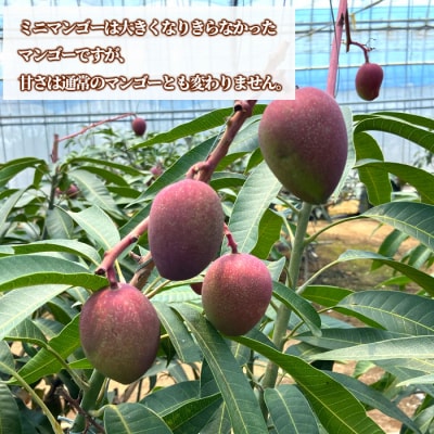 【数量限定】【ご家庭用】徳之島 天城町産 ミニマンゴー 1.5kg マンゴー フルーツ