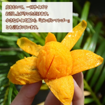 【数量限定】【ご家庭用】徳之島 天城町産 ミニマンゴー 1.5kg マンゴー フルーツ
