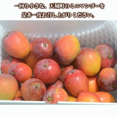 【数量限定】【ご家庭用】徳之島 天城町産 ミニマンゴー 1.5kg マンゴー フルーツ