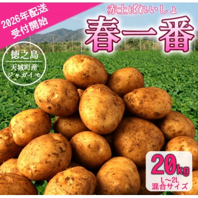 先行受付 徳之島 天城町 赤土ばれいしょ 新じゃが 春一番 20kg L～2L 混合 ジャガイモ