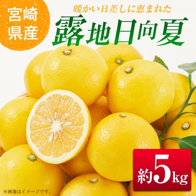 【2027年発送】宮崎県産 露地日向夏 約5kg(満杯詰め)