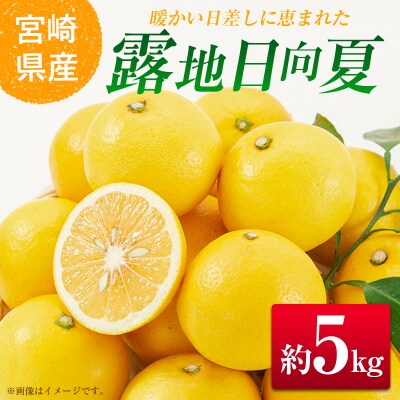 【2027年発送】宮崎県産 露地日向夏 約5kg(満杯詰め)