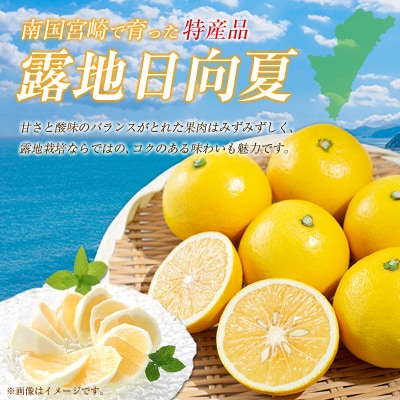 【2027年発送】宮崎県産 露地日向夏 約5kg(満杯詰め)