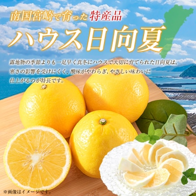 【2027年発送】宮崎県産ハウス日向夏 合計約2.5kg(9～15玉入)