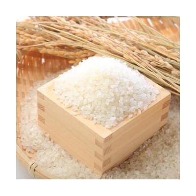 【令和7年産】無洗米コシヒカリ便利な小分け1合×20袋