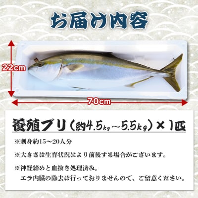【12月27日お届け】高知県産ブリ1尾 (4.5kg～5.5kg) 「勝ブリ」 ny-0018