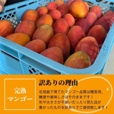 【訳あり】完熟 マンゴー (約1~1.2kg)《2027年6月から順次発送》