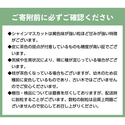 【2026年度配送分】甲府市産　シャインマスカット　約1.0kg(2～3房)