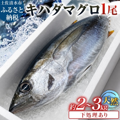 天然 キハダマグロ 1尾(約2kg～3kg)下処理あり 約8～12人前【R01758】