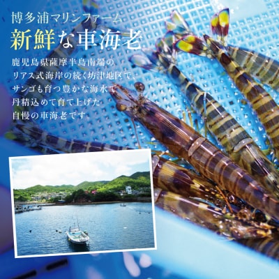 【鹿児島県産】活〆 冷凍車海老 計600g(生食)