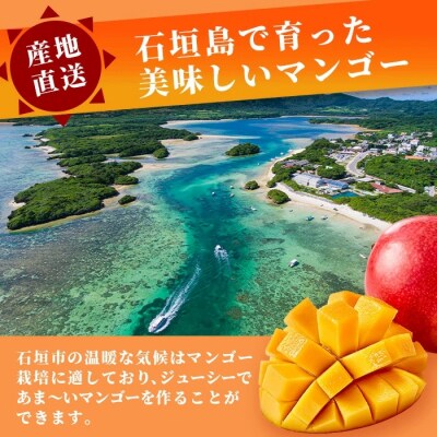【数量限定】「紅福姫ブランド」石垣島のマンゴー 約3kg【2027年6月より順次発送 先行予約】