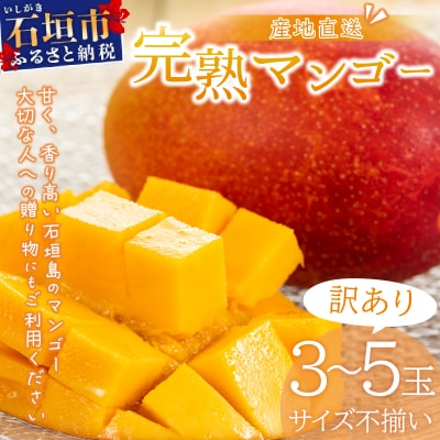 【訳あり】マンゴーサイズ不揃い 3～5玉 (約1.5kg)<先行予約><2027年6月から順次発送>