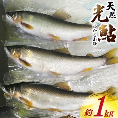 鮎 天然 約1kg [31af0008]