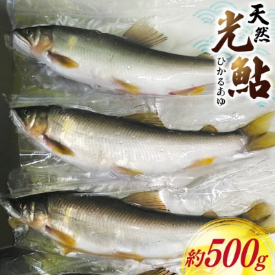 鮎 天然 約500g [31af0007]