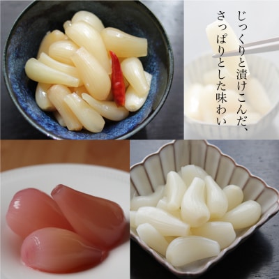 【鹿児島県産】白宝らっきょうプレミアムセット 14P(酢漬け・塩漬け各4P、しそ漬け・黒酢漬け各3P