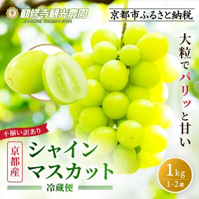 不揃い訳あり 京都市産 シャインマスカット 1kg