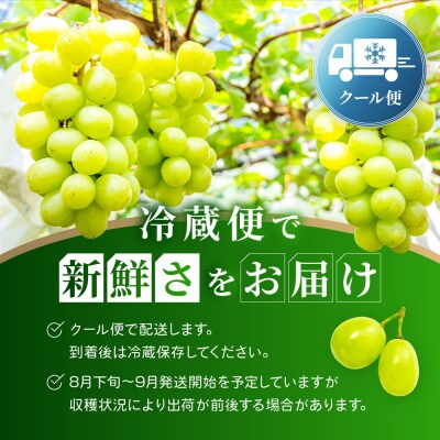 不揃い訳あり 京都市産 シャインマスカット 1kg