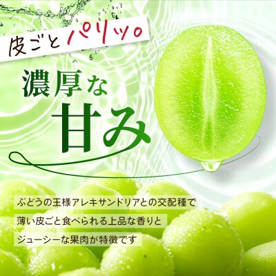 不揃い訳あり 京都市産 シャインマスカット 1kg