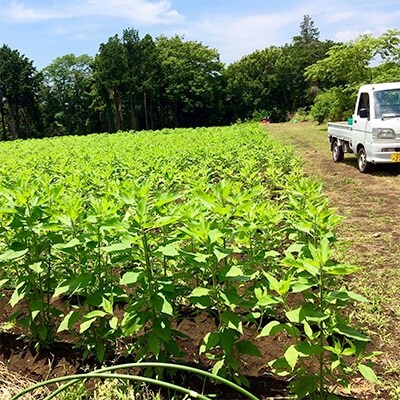 テレビでも紹介された菊芋チップス入り【キクイモのチカラ】菊芋青汁・生芋セット【1】